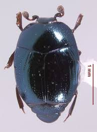 Attēlu rezultāti vaicājumam “Histeridae”