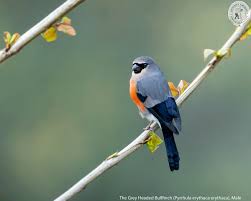 Attēlu rezultāti vaicājumam “Pyrrhula pyrrhula male”