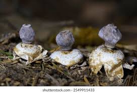 Attēlu rezultāti vaicājumam “Geastrum quadrifidum”