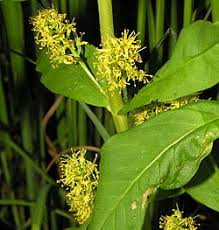 Attēlu rezultāti vaicājumam “Lysimachia thyrsiflora bud”