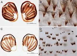 Attēlu rezultāti vaicājumam “Acronicta megacephala larva”