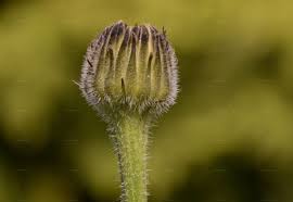 Attēlu rezultāti vaicājumam “Hypochaeris maculata”