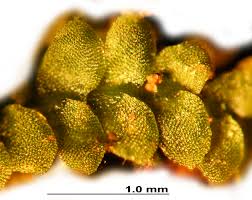 Attēlu rezultāti vaicājumam “Calypogeia”