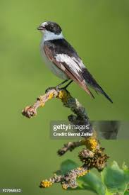 Image result for Ficedula albicollis