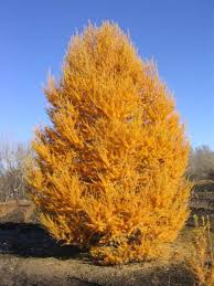 Attēlu rezultāti vaicājumam “Larix sibirica”