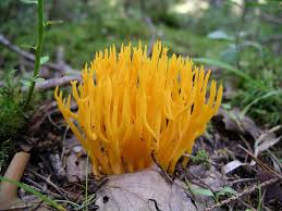 Attēlu rezultāti vaicājumam “Calocera viscosa”