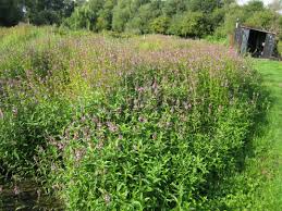 Attēlu rezultāti vaicājumam “Stachys palustris flower”