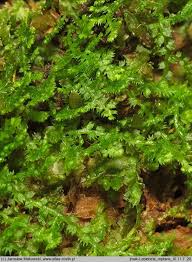 Attēlu rezultāti vaicājumam “Lepidozia reptans”