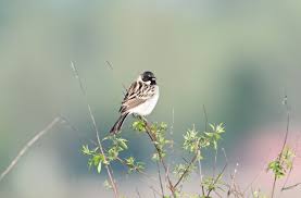 Image result for Emberiza pallasi