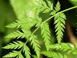 Attēlu rezultāti vaicājumam “Conioselinum tataricum”