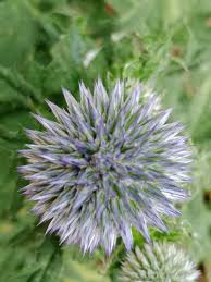 Image result for Echinops spaerocephalus
