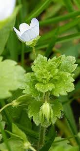Attēlu rezultāti vaicājumam “Veronica agrestis leaf”
