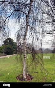 Attēlu rezultāti vaicājumam “Betula pendula Youngii”