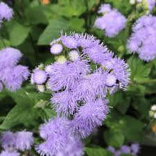 Image result for Ageratum houstonianum