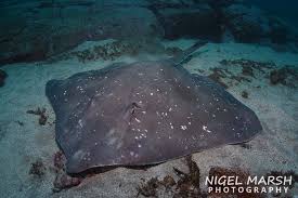 Image result for Raja straeleni