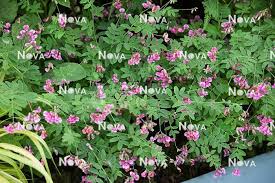 Attēlu rezultāti vaicājumam “Lathyrus niger”