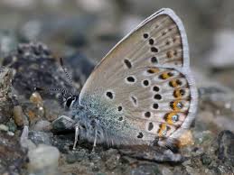 Attēlu rezultāti vaicājumam “Plebejus argus / Plebejus idas”