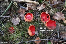 Attēlu rezultāti vaicājumam “Sarcoscypha austriaca”