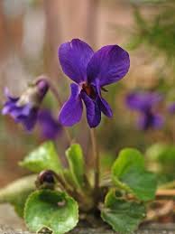 Image result for Viola odorata