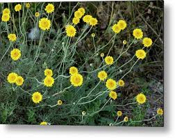 Attēlu rezultāti vaicājumam “Anthemis tinctoria”