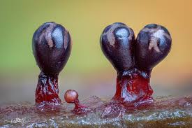 Attēlu rezultāti vaicājumam “Didymium clavus macro”