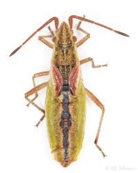 Attēlu rezultāti vaicājumam “Myrmus miriformis”