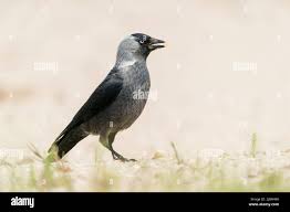 Attēlu rezultāti vaicājumam “Corvus monedula adult”