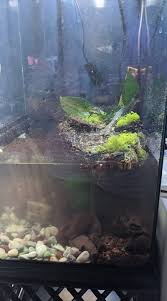 Attēlu rezultāti vaicājumam “Stuckenia filiformis bud”