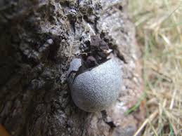 Attēlu rezultāti vaicājumam “Reticularia lycoperdon”