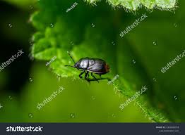 Attēlu rezultāti vaicājumam “Cydnidae”