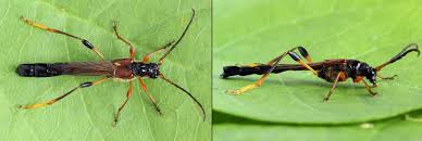 Attēlu rezultāti vaicājumam “Necydalis major”