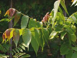 Attēlu rezultāti vaicājumam “Juglans x sinensis leaf”