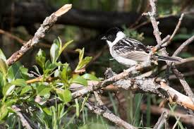 Image result for Emberiza pallasi