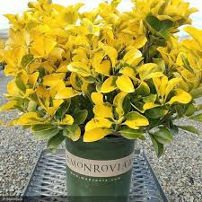 Attēlu rezultāti vaicājumam “Euonymus”