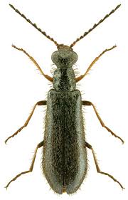 Attēlu rezultāti vaicājumam “Dasytidae”