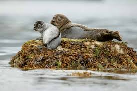 Image result for Phoca vitulina