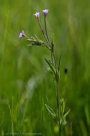 Attēlu rezultāti vaicājumam “Epilobium palustre”