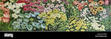 Attēlu rezultāti vaicājumam “Achillea ptarmica fruit”