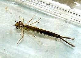 Attēlu rezultāti vaicājumam “Coenagrionidae”