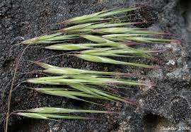 Attēlu rezultāti vaicājumam “Anisantha tectorum”