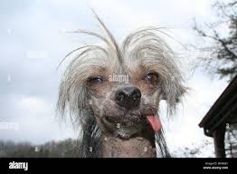 Image result for ugliest dog