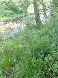 Attēlu rezultāti vaicājumam “Crepis paludosa leaf”