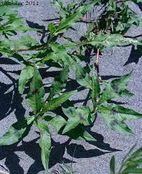 Attēlu rezultāti vaicājumam “Persicaria maculosa leaf”
