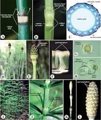 Attēlu rezultāti vaicājumam “Isoetaceae”
