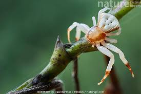 Attēlu rezultāti vaicājumam “Thomisidae”