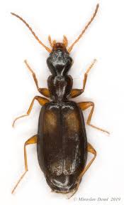 Attēlu rezultāti vaicājumam “Calodromius spilotus”