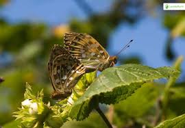 Attēlu rezultāti vaicājumam “Argynnis aglaja upperside”