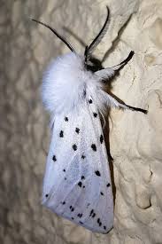 Attēlu rezultāti vaicājumam “Spilosoma lubricipeda”