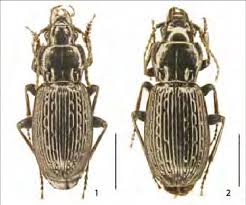 Attēlu rezultāti vaicājumam “Pterostichus sp.”