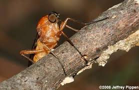 Attēlu rezultāti vaicājumam “Xylophagidae”